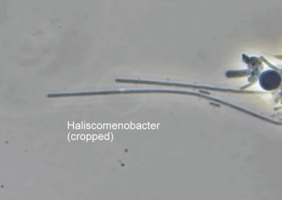 Haliscomenobacter