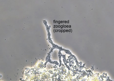 Fingered Zoogloea